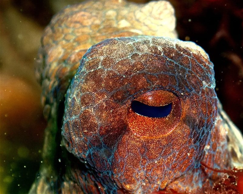 Divesite Image