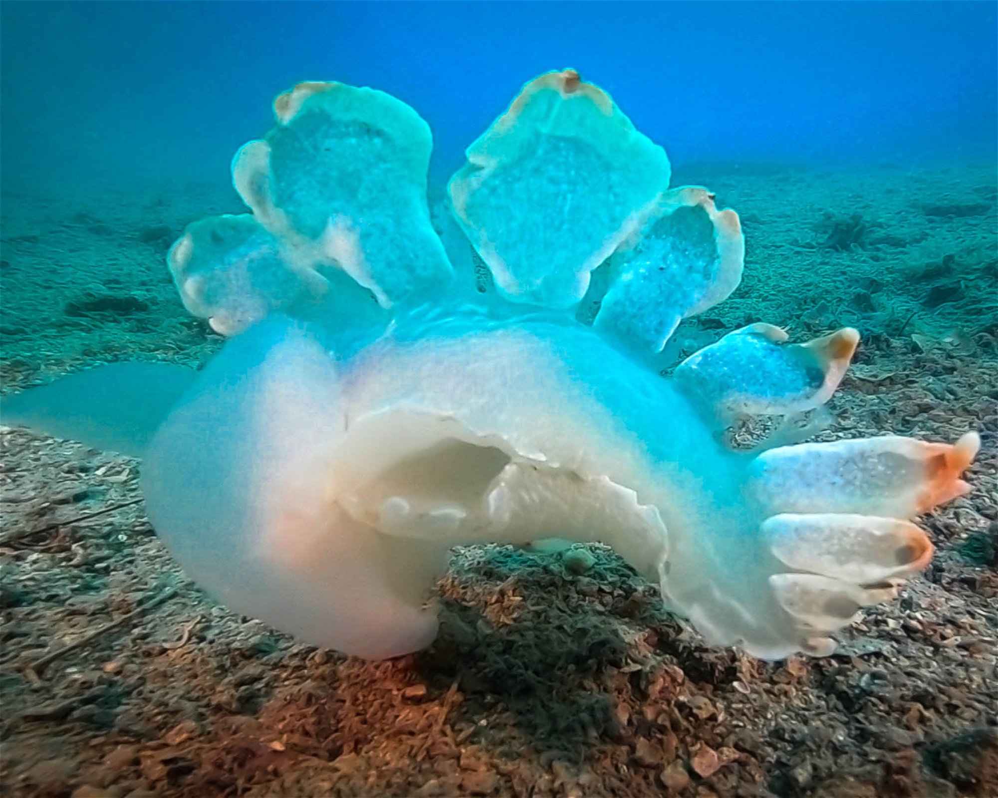 Subaquatic, 52470 Umag