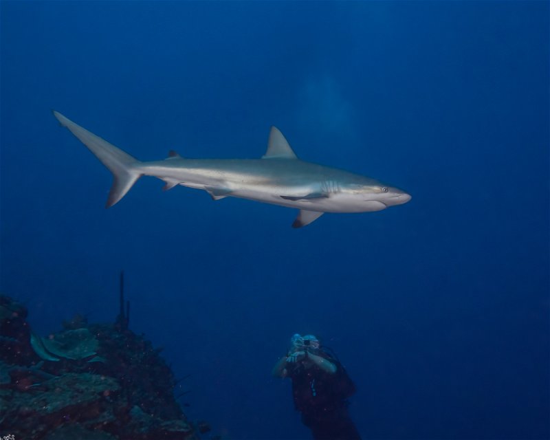 Divesite Image