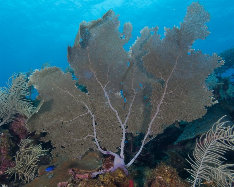 Divesite Image
