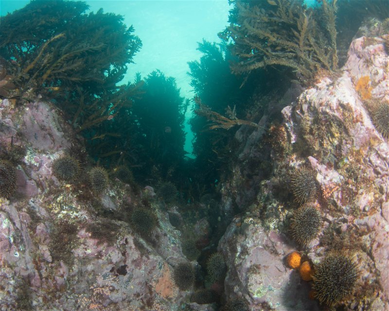 Divesite Image