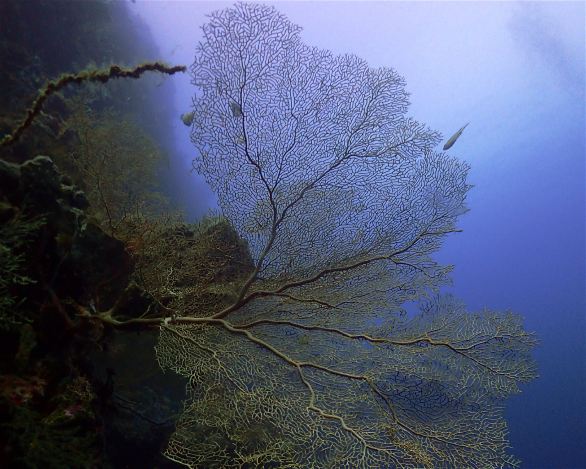 BALI FUN DIVING, 80224 Denpasar Selatan