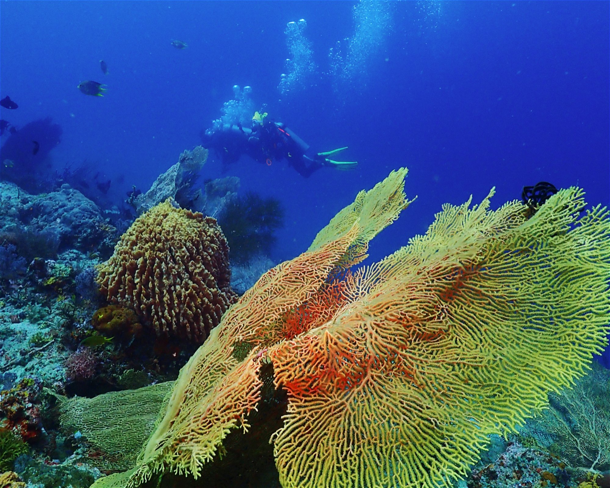 BALI FUN DIVING, 80224 Denpasar Selatan
