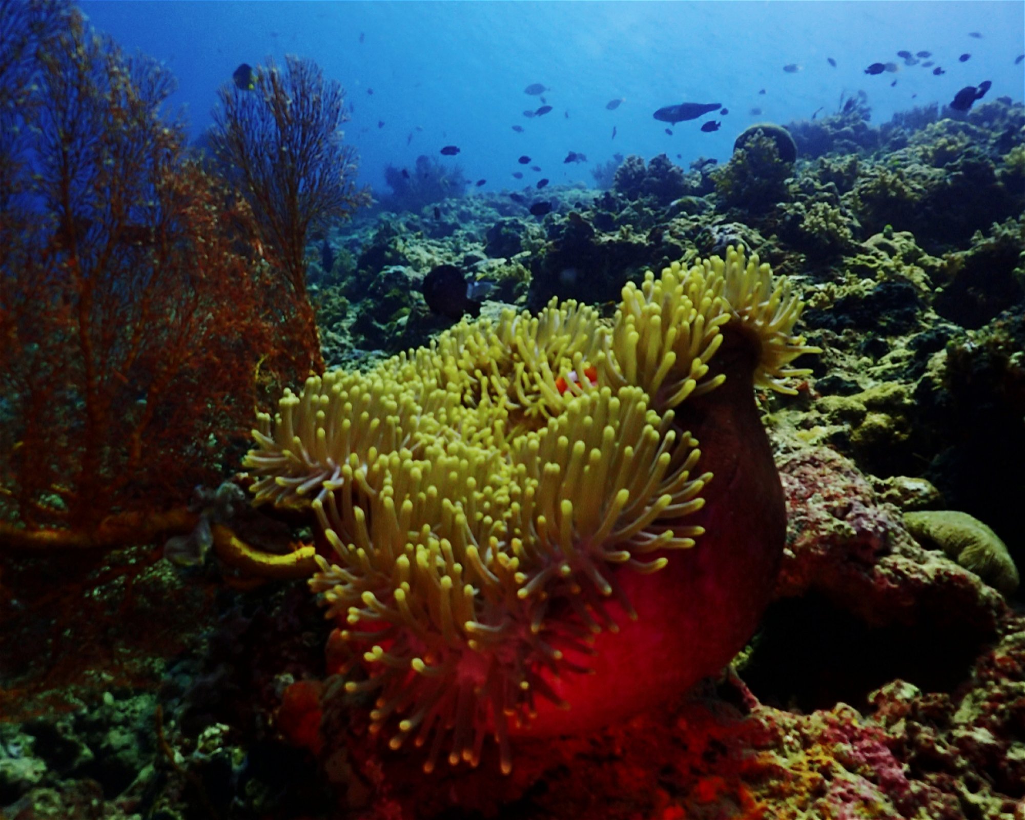 BALI FUN DIVING, 80224 Denpasar Selatan