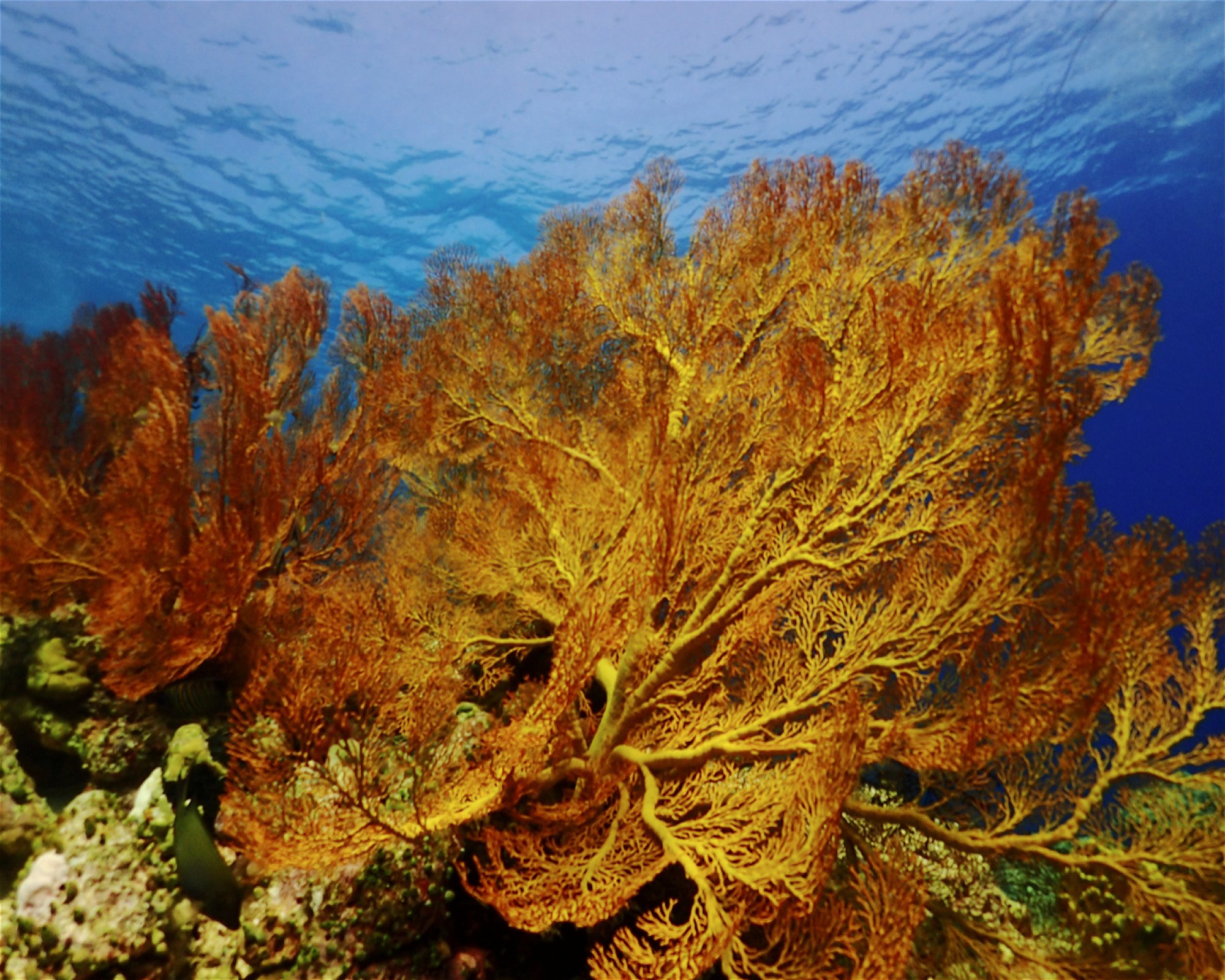 BALI FUN DIVING, 80224 Denpasar Selatan