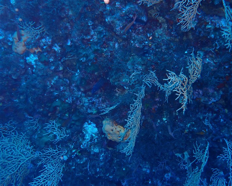 Divesite Image