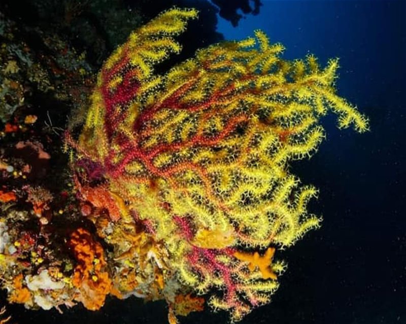 Divesite Image