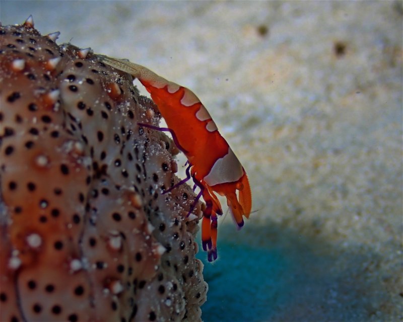 Divesite Image