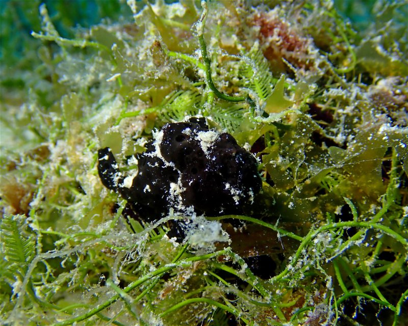 Divesite Image