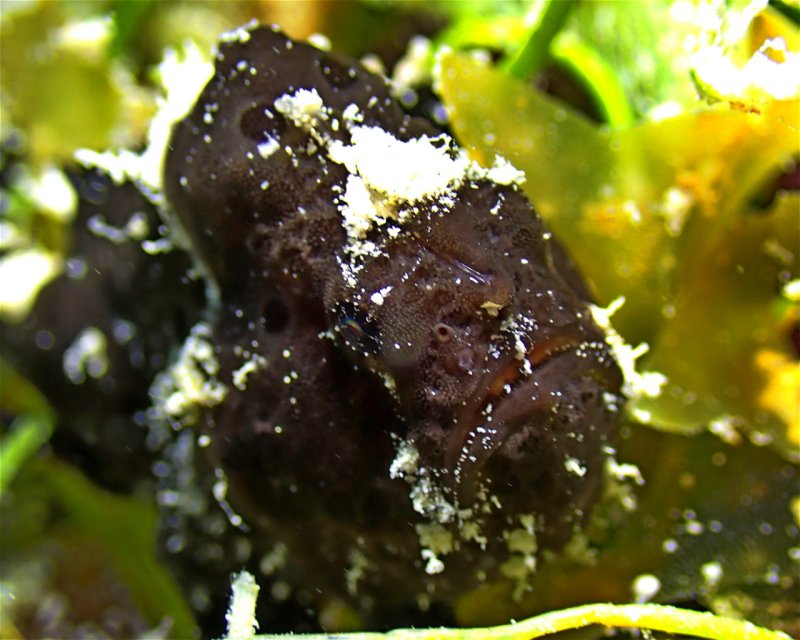 Divesite Image