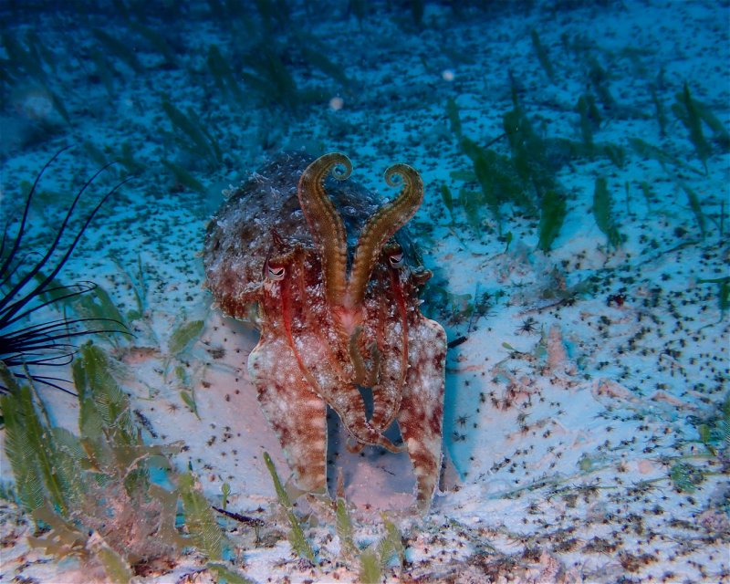 Divesite Image