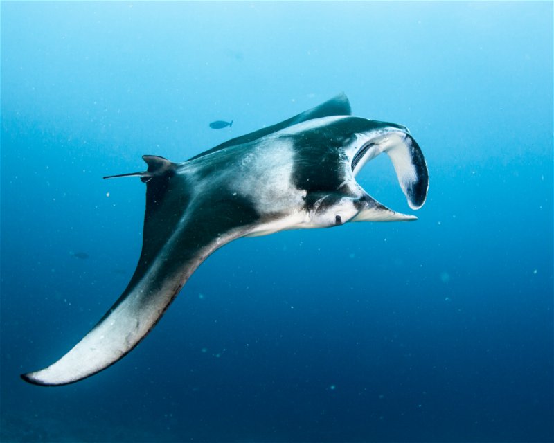 Divesite Image