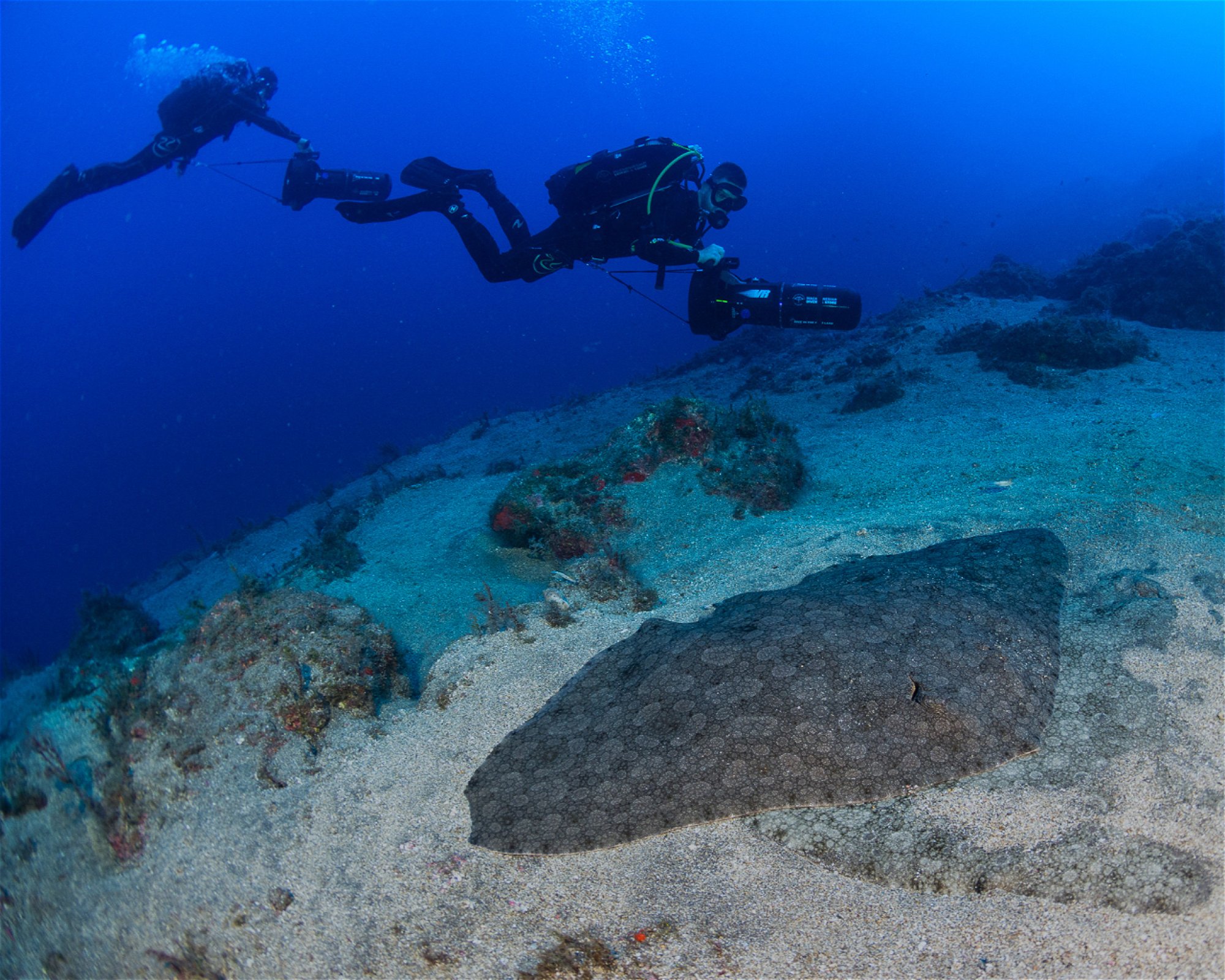 MACARONESIAN DIVERS, 38109 El Rosario