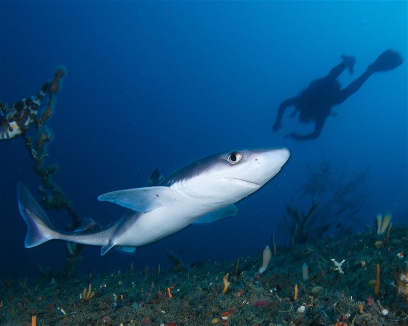 Divesite Image