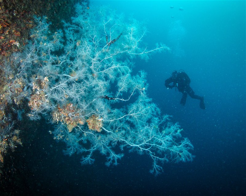 Divesite Image