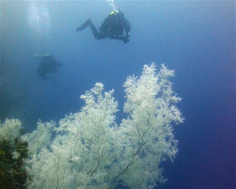 Divesite Image