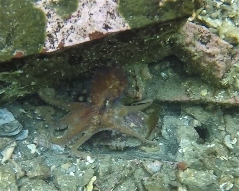 Divesite Image