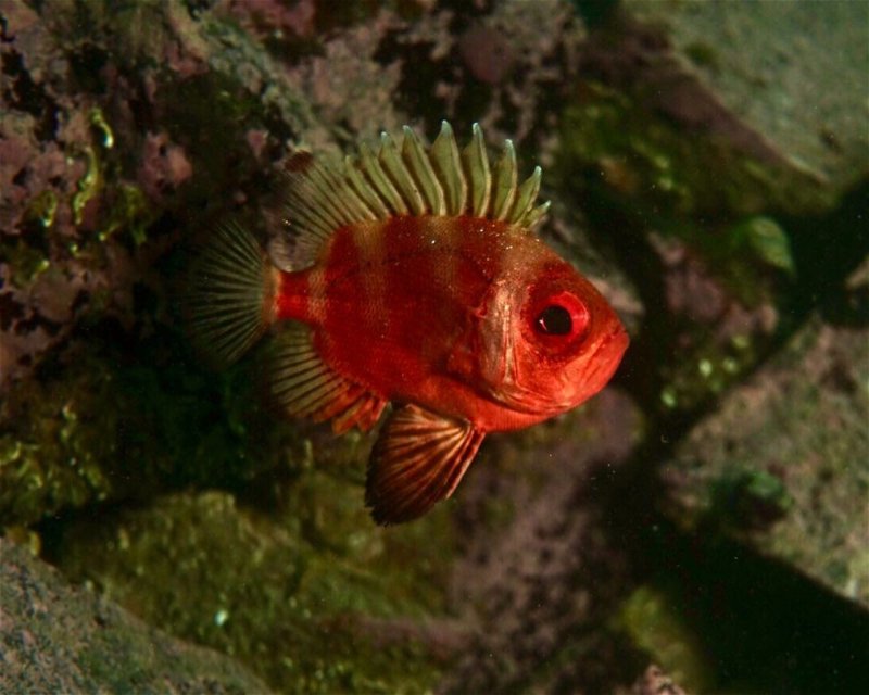 Divesite Image