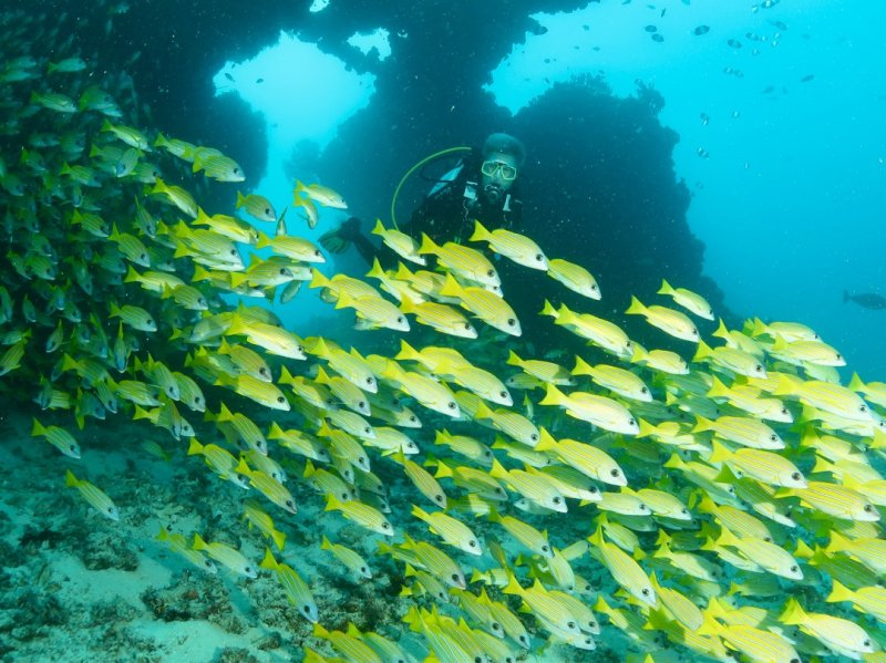 Divesite Image