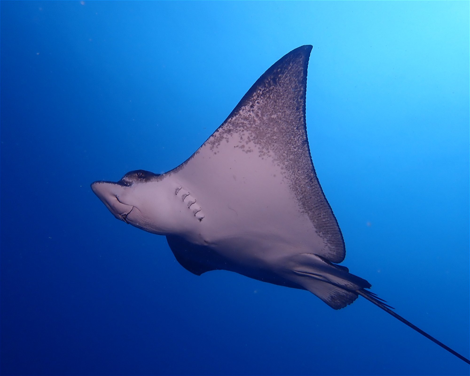DivePoint Rannalhi, South Male Atoll