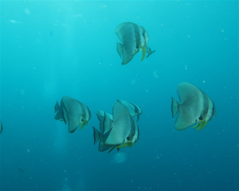 Divesite Image