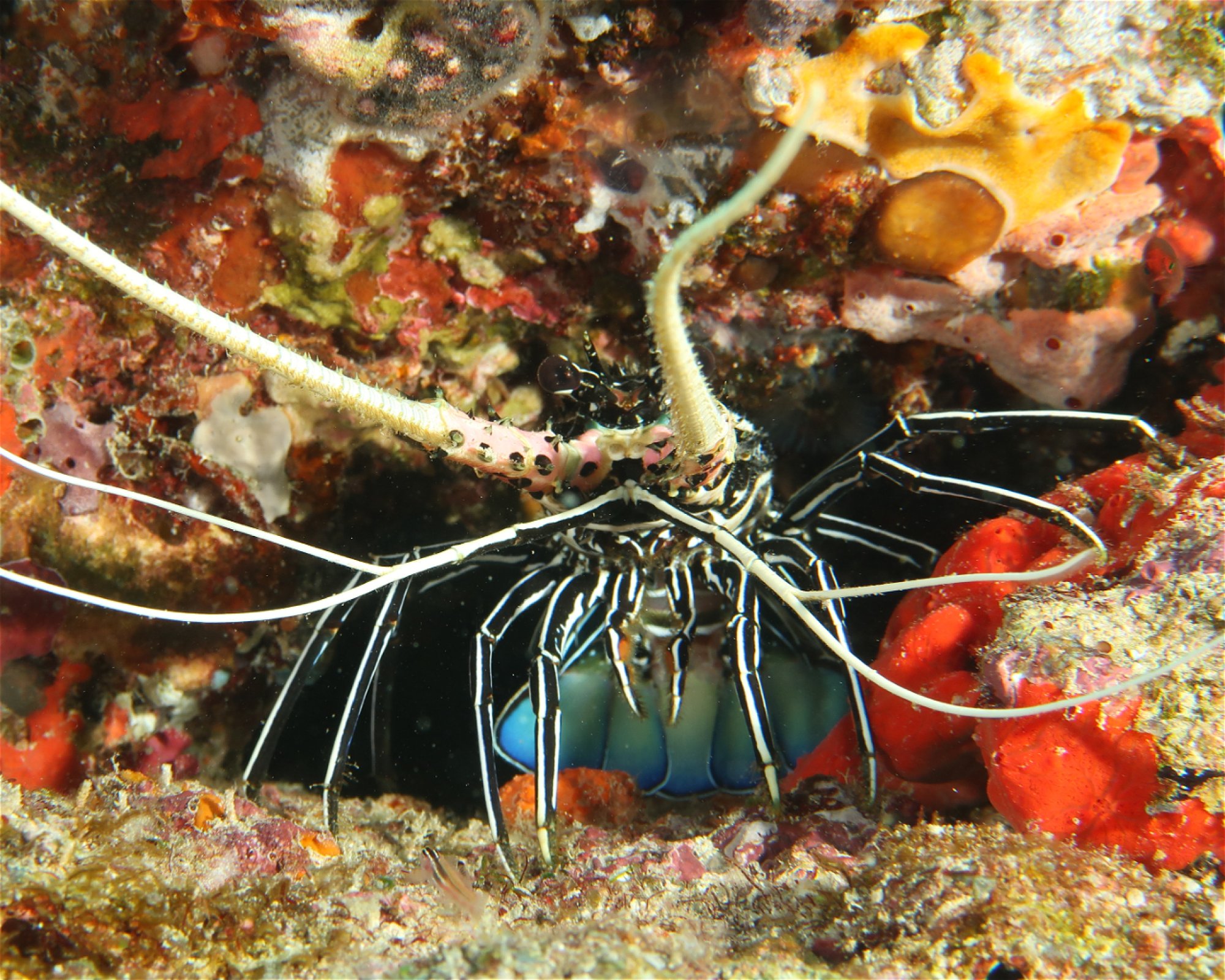 DivePoint Rannalhi, South Male Atoll