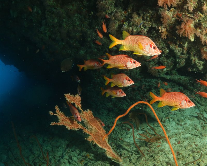 Divesite Image
