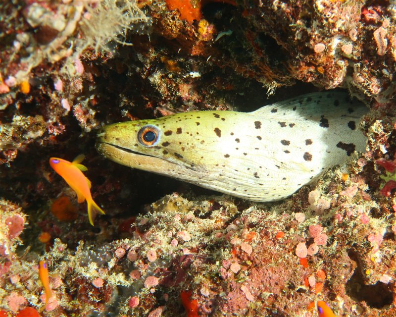 Divesite Image