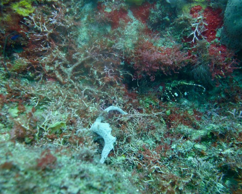 Divesite Image