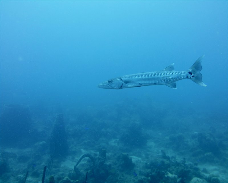 Divesite Image