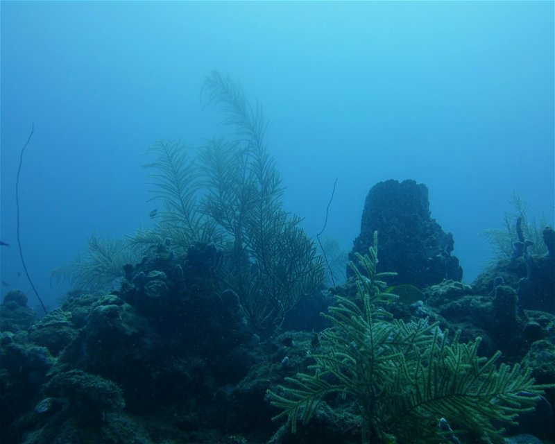 Divesite Image