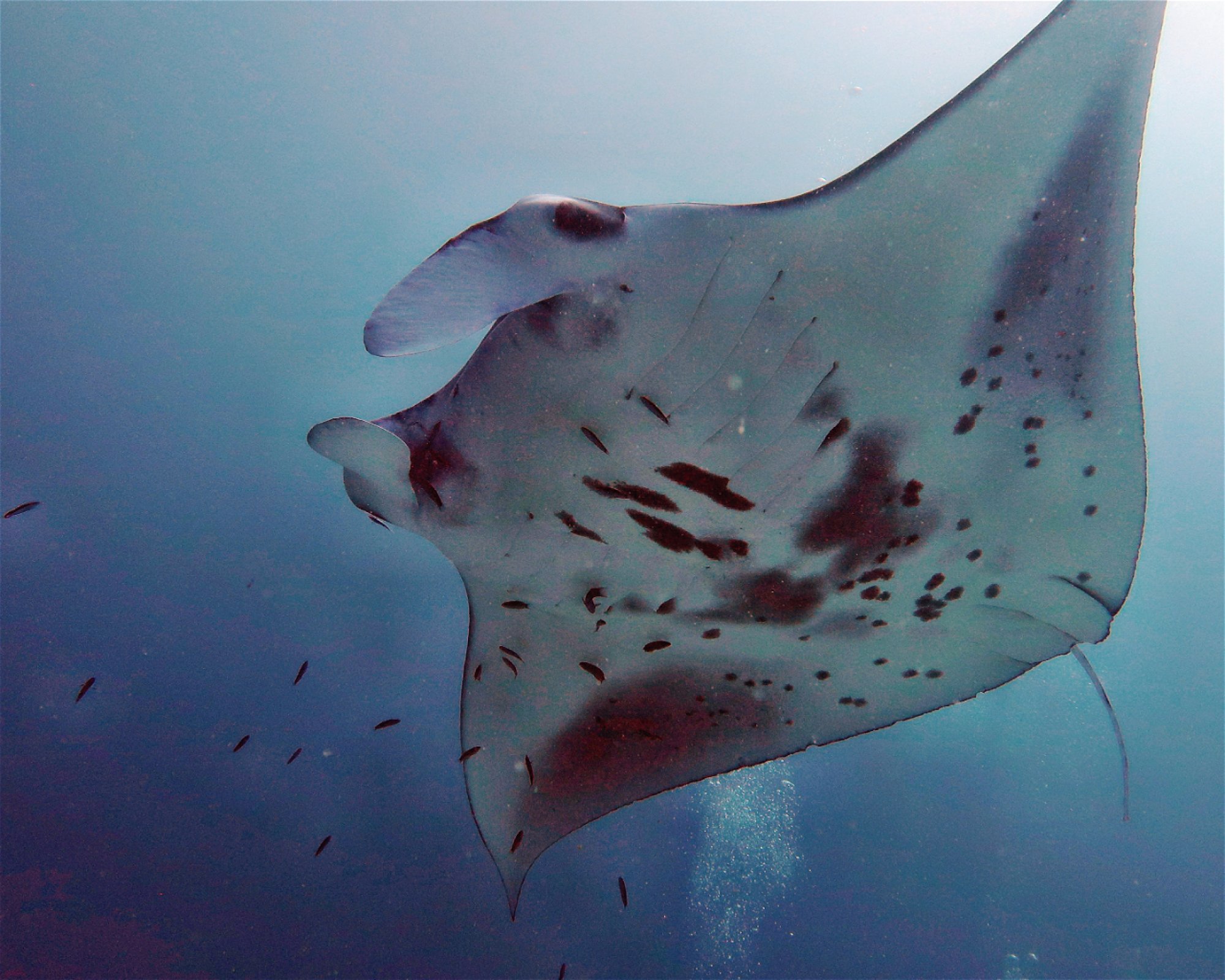 DivePoint Meedhupparu, Meedhupparu