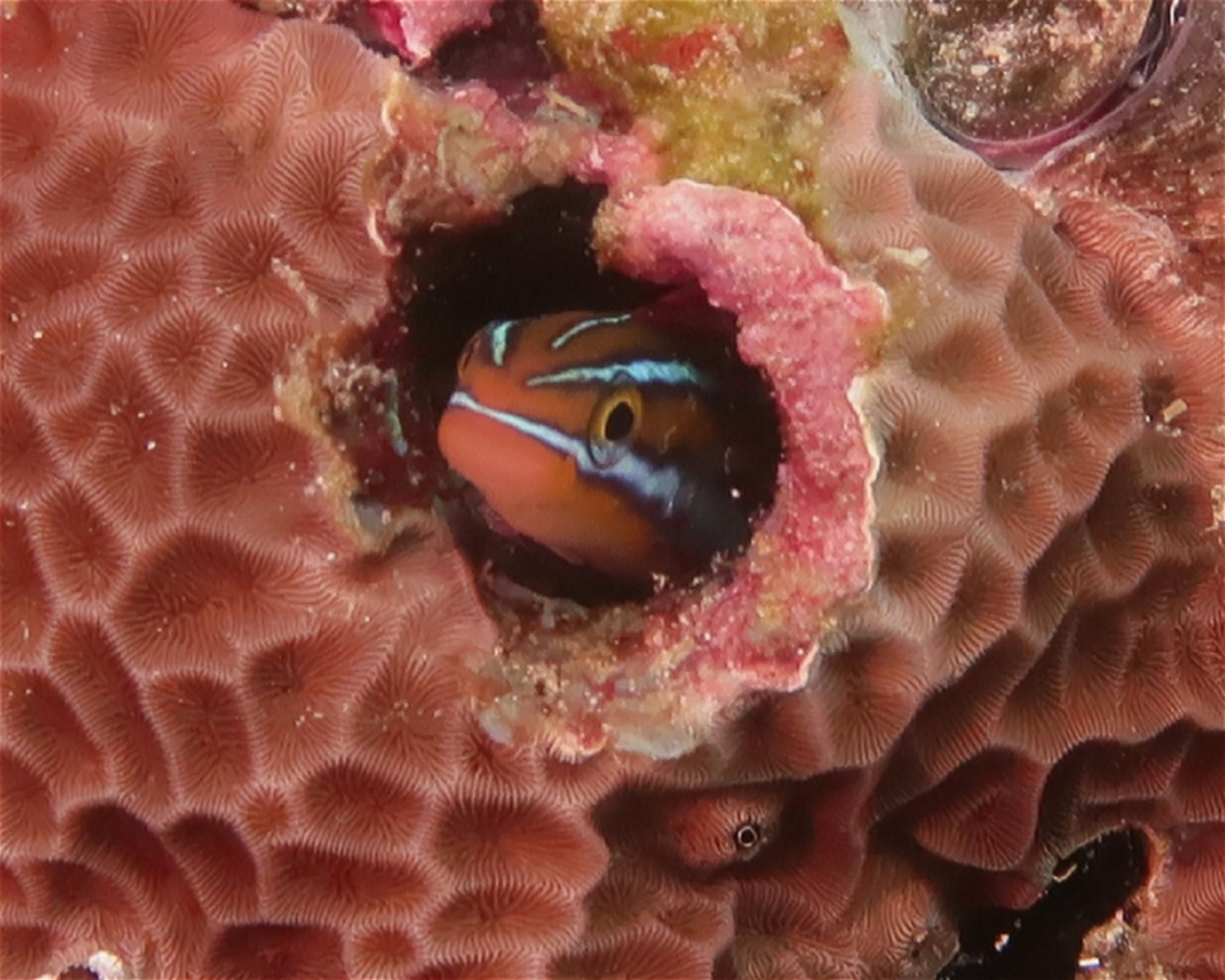 DivePoint Meedhupparu, Meedhupparu