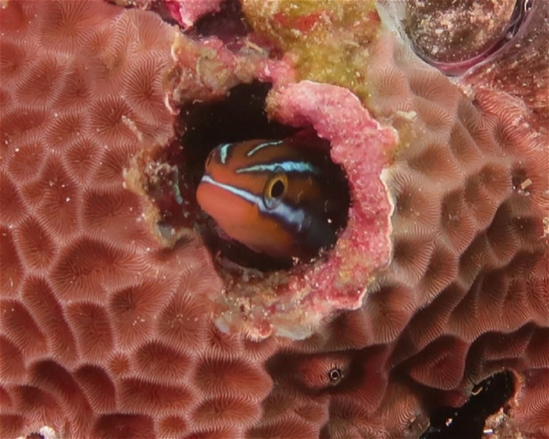 Divesite Image