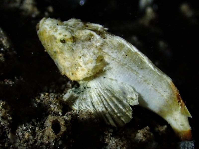 Divesite Image