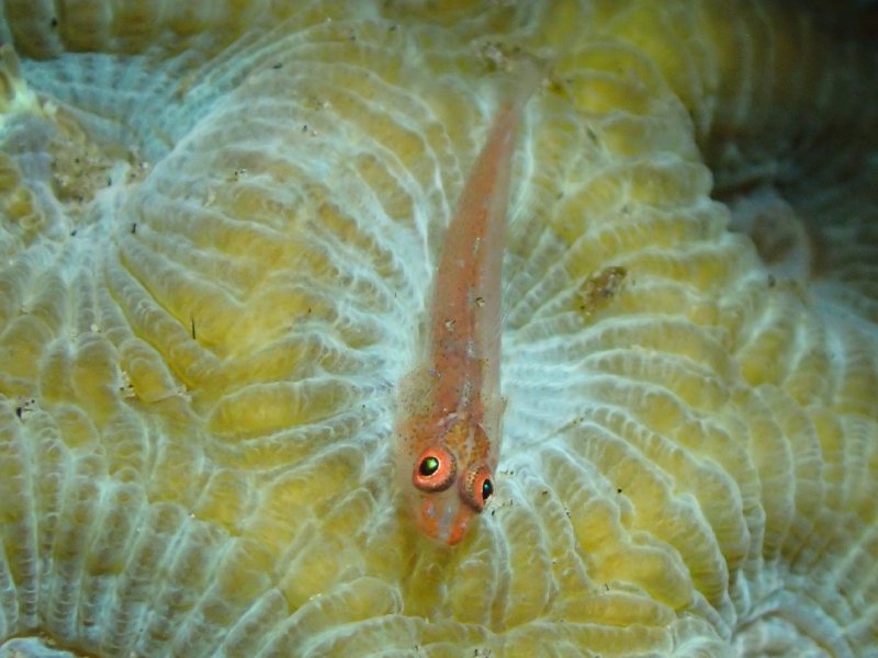 Divesite Image