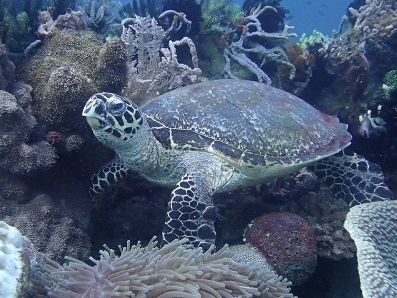 Divesite Image