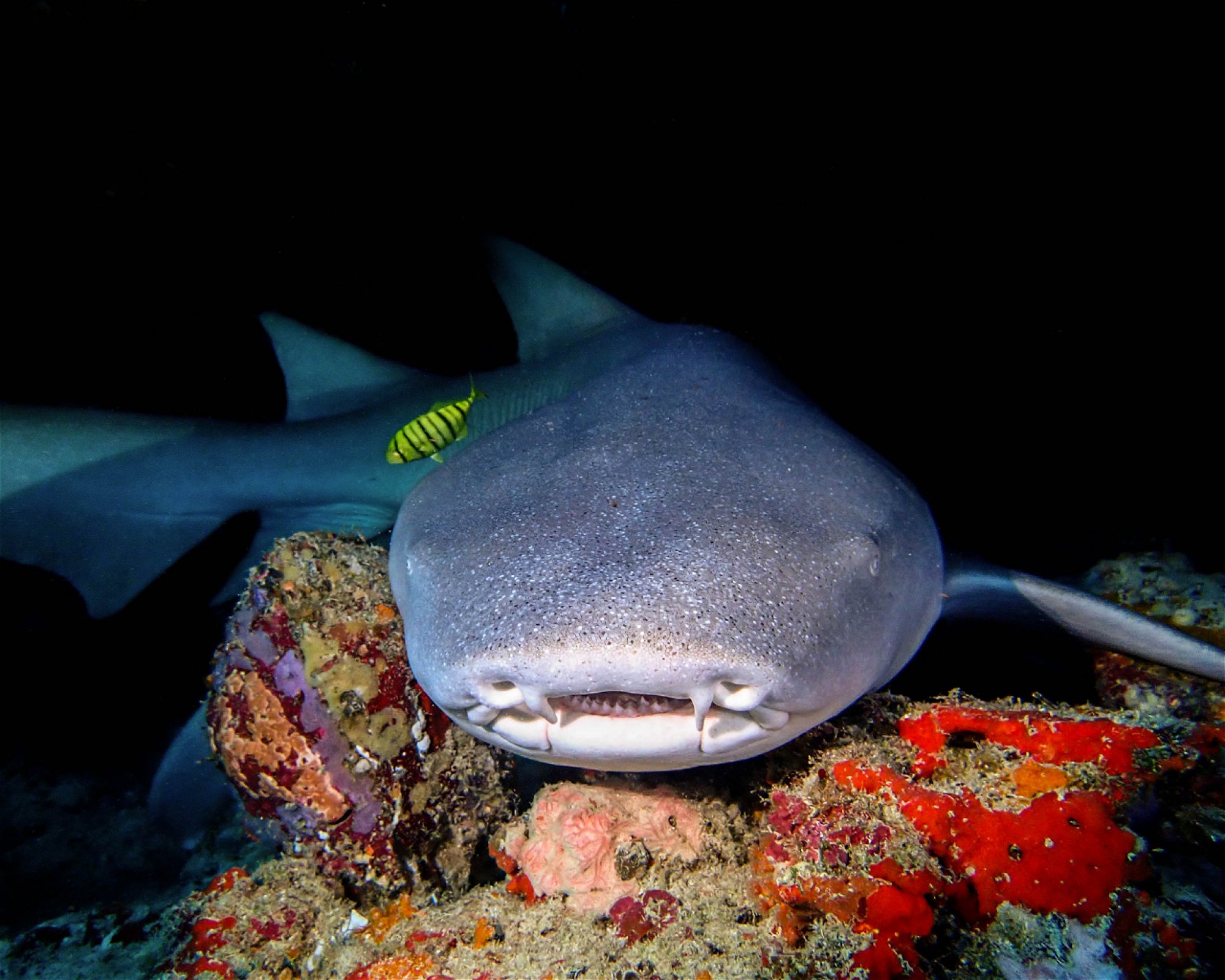 DivePoint Rannalhi, South Male Atoll