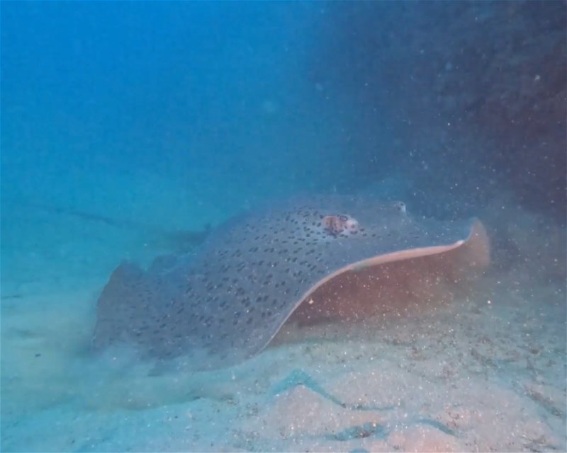 Divesite Image