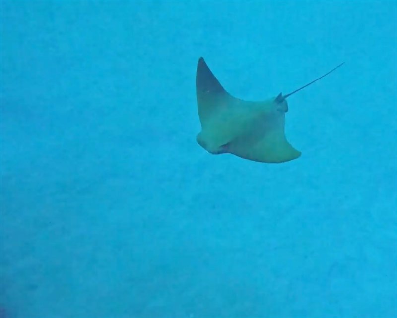 Divesite Image