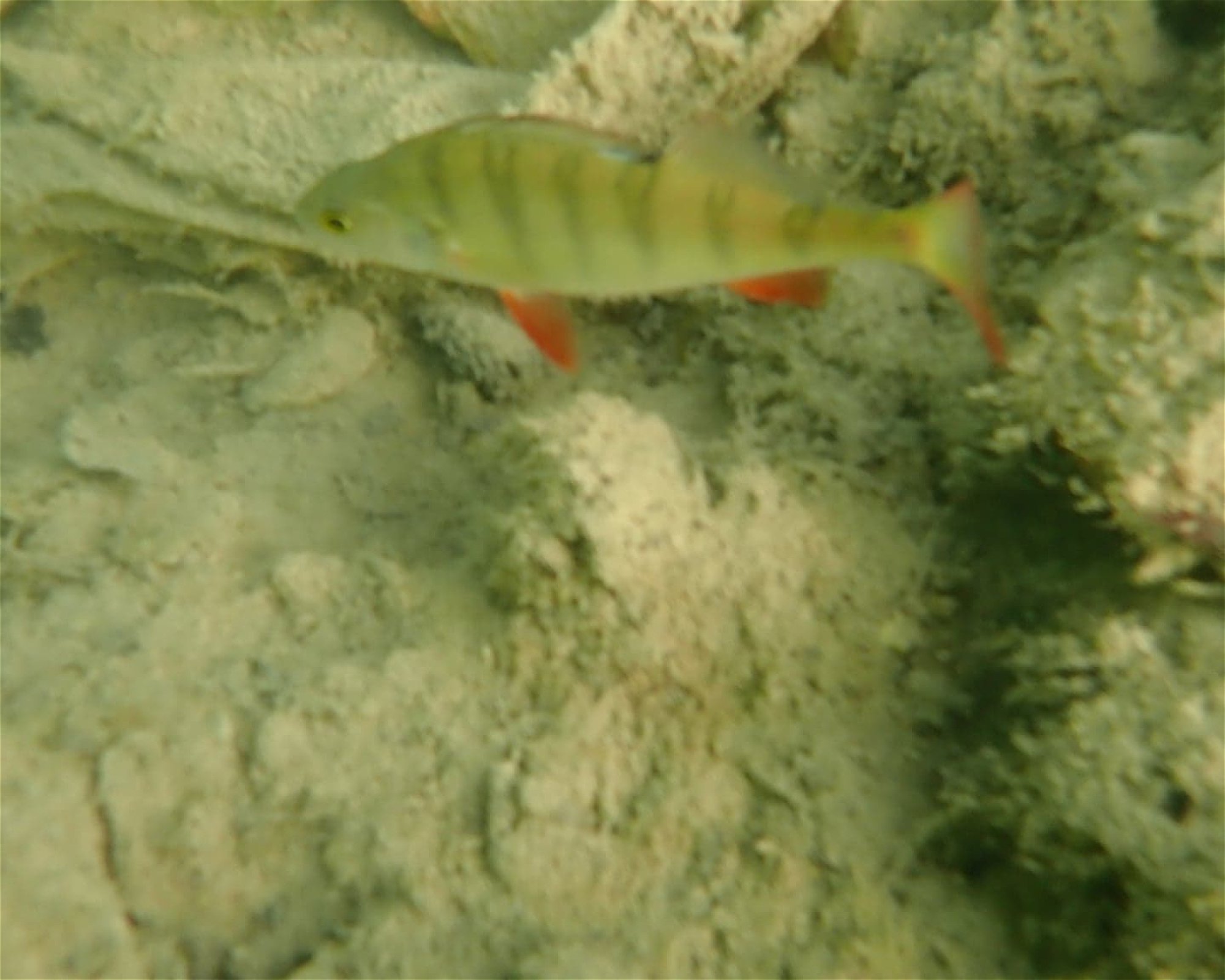 Centrum Nurkowe Scuba Elite , 32-566 Alwernia