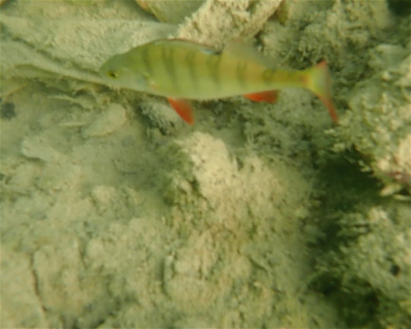 Divesite Image