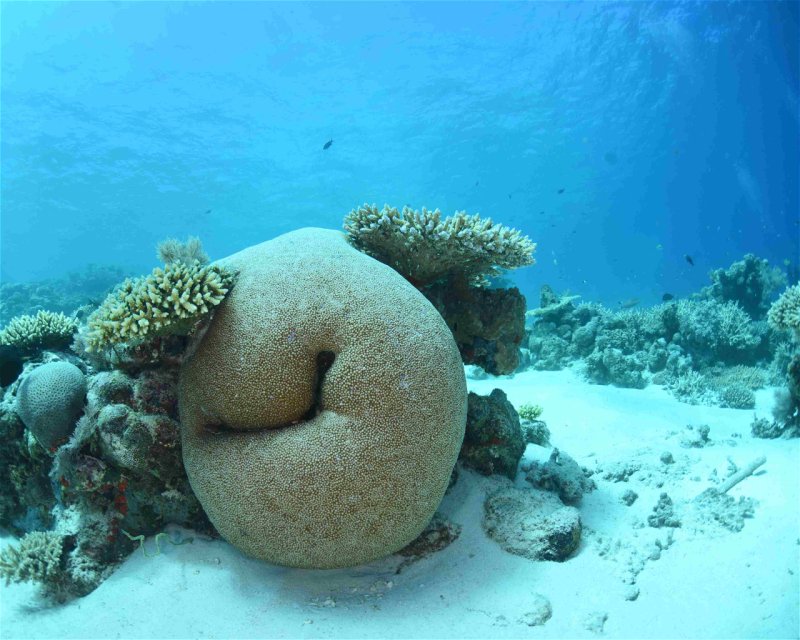 Divesite Image