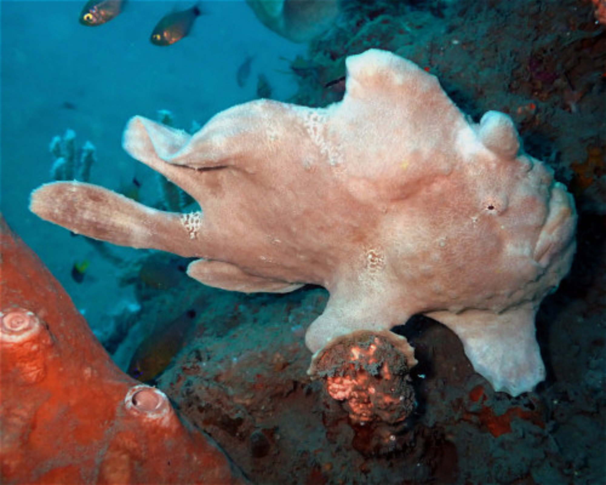 Santai Divers Maumere, 86185 Waigete
