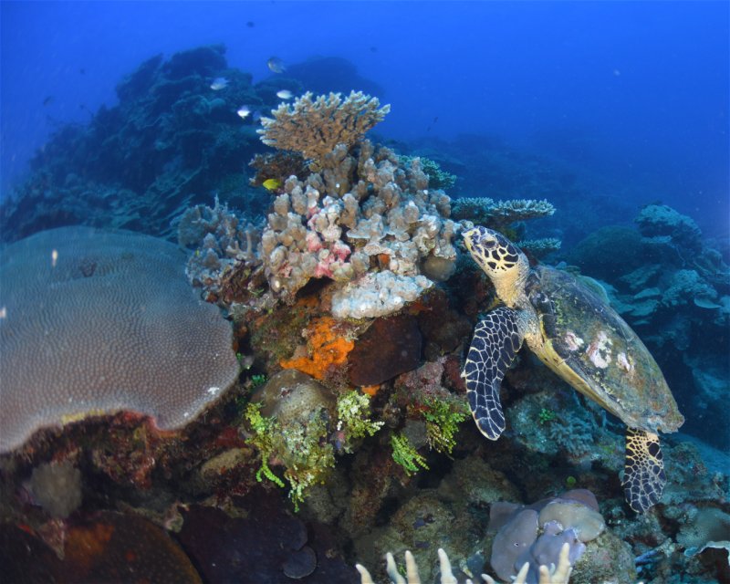 Divesite Image