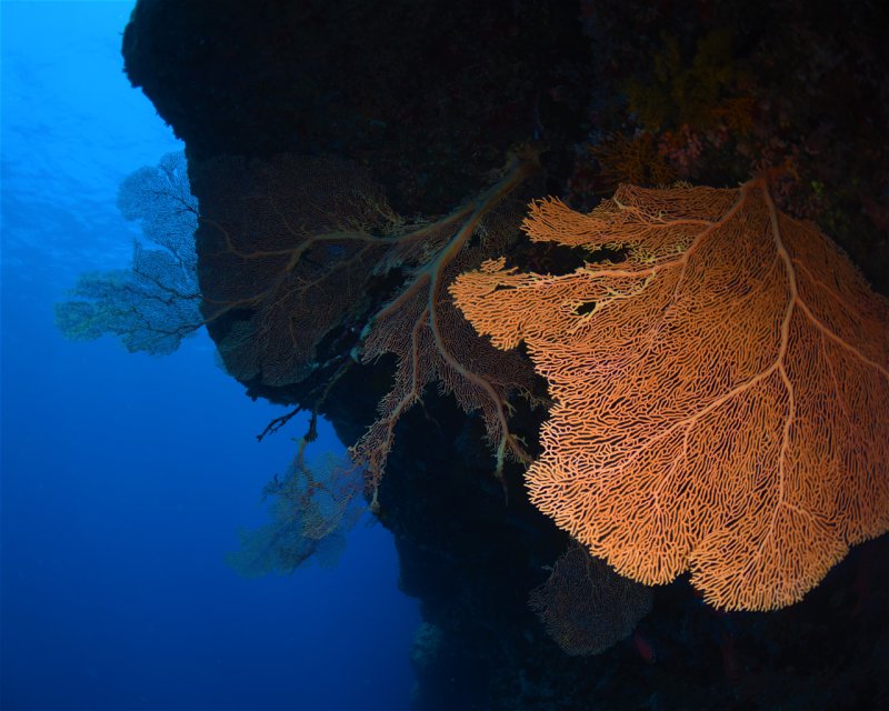Divesite Image