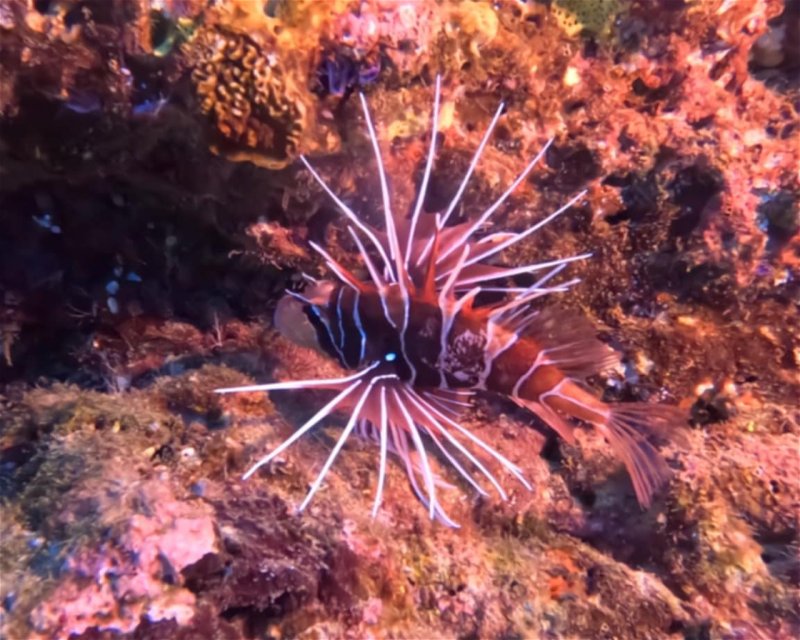 Divesite Image