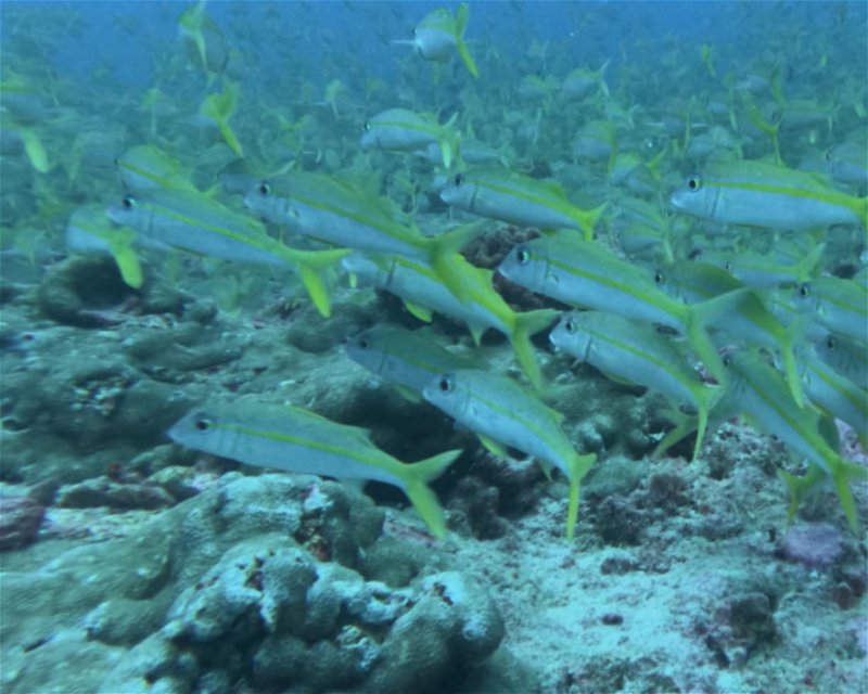 Divesite Image