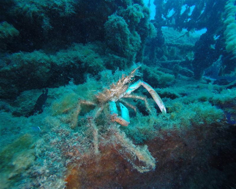 Divesite Image