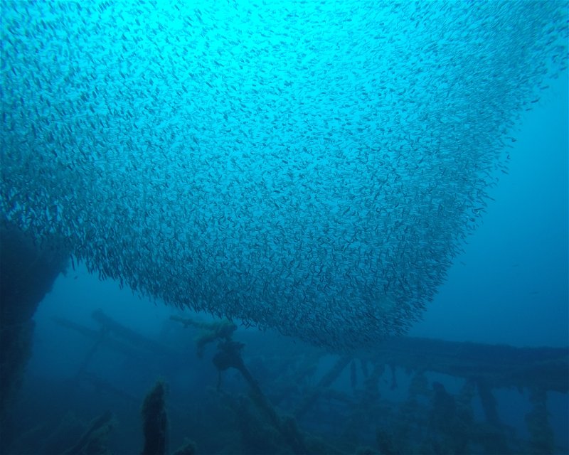 Divesite Image